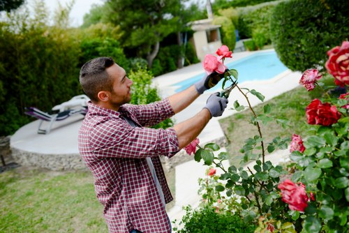 A man in a red and white checkered shirt and grey gloves is pruning a rose bush with pink blossoms in a well-maintained garden. The garden features a neatly trimmed lawn, with a sandy pathway leading to a modern rectangular swimming pool in the background. Surrounding the pool are green hedge borders and tall trees that provide shade and privacy. To the left, there are garden loungers overlooking the pool area. The scene suggests outdoor garden maintenance in a peaceful residential setting, potentially within the Hendon area. The lighting indicates a clear, sunny day with natural illumination highlighting the vibrant pink of the roses, the lush greenery, and the tidy backyard landscape managed by professional gardening services such as Garden Maintenance Hendon.