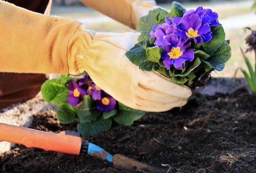 A close-up view of a garden bed in a landscaped outdoor space, showing dark, rich soil with a small, vibrant purple flowering plant featuring yellow centers, positioned near the foreground. The plant's green leaves have a slightly textured appearance. In the background, there is a portion of a wooden garden border or edging, with sunlight illuminating the scene, suggesting a clear outdoor environment. The surrounding area appears well-maintained, indicating regular gardening and landscaping efforts typical of a residential garden in Hendon. This detailed imagery emphasizes the natural tones and neat arrangement of garden elements, reflecting professional outdoor maintenance services offered by Garden Maintenance Hendon in the area.