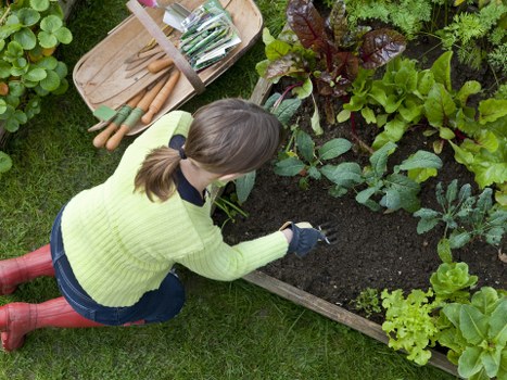 A woman with brown hair tied in a ponytail, wearing a lime green knitted sweater, blue jeans, and red gardening boots, is kneeling on a well-maintained green lawn in a garden. She is tending to a raised vegetable bed made of wooden planks, which contains a variety of leafy greens and herbs, possibly including lettuce, spinach, and kale, with dark, rich soil visible in between. To her right, there are gardening tools and a wooden tray with small plant pots and gardening utensils. Surrounding the bed are other lush plants and shrubs, with some broad leaves and purple foliage, suggesting a diverse garden setting. The garden appears to be well-organized and carefully maintained, possibly part of garden maintenance services in Hendon, with daylight illuminating the scene and a partly cloudy sky overhead, creating a natural outdoor environment suitable for gardening and outdoor landscaping activities.